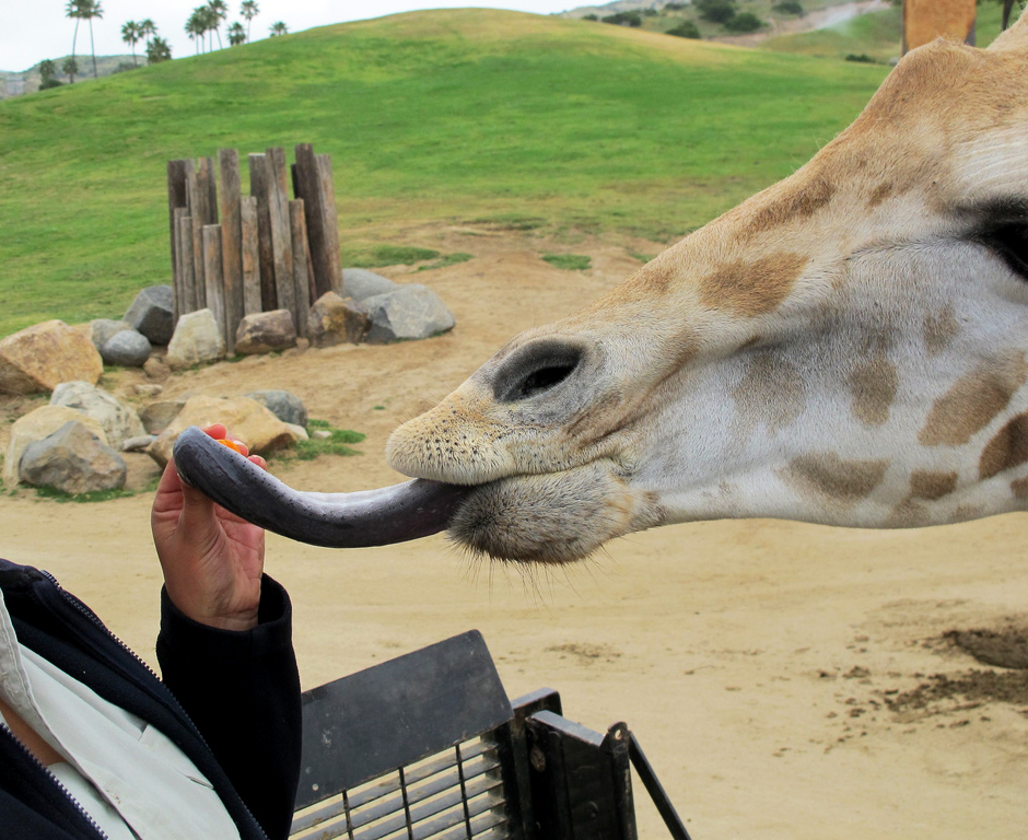 Giraffe sticking out tongue to retrieve food from person