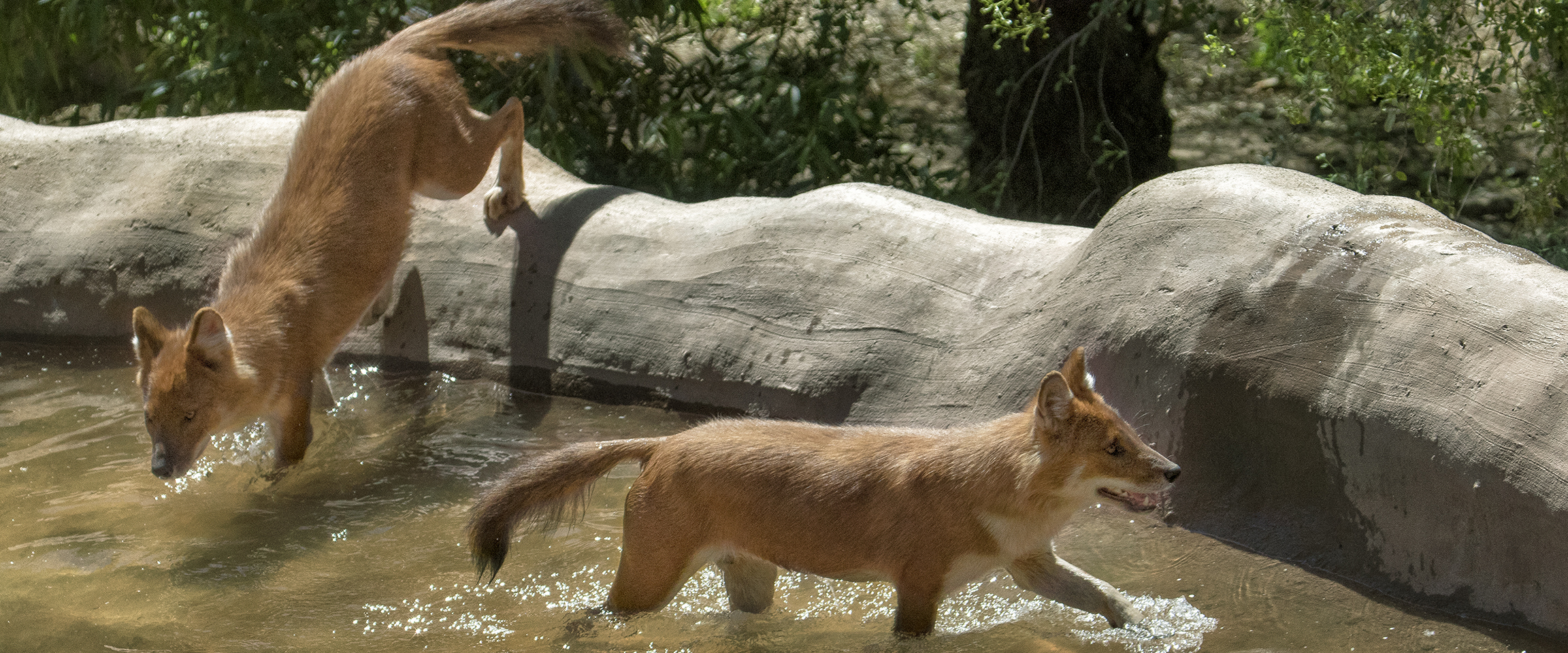 Dhole2