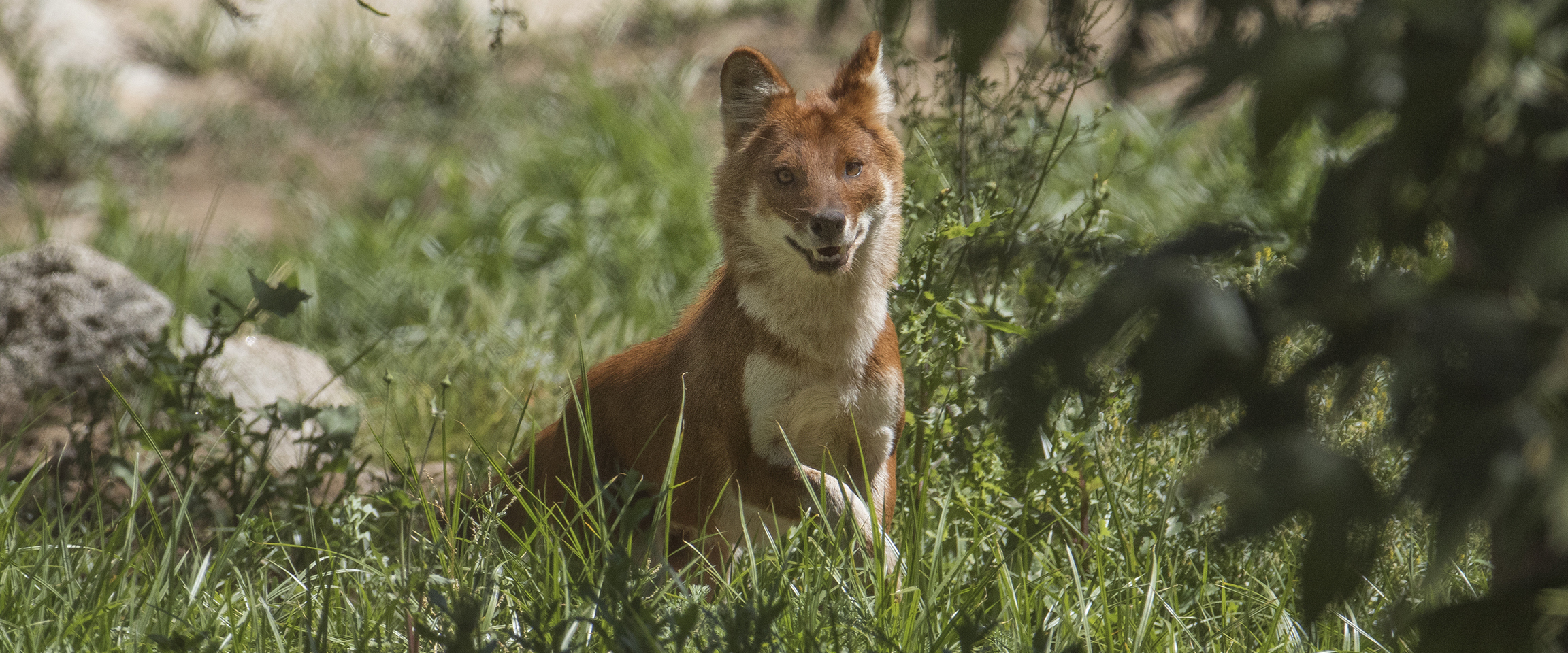 Dhole3