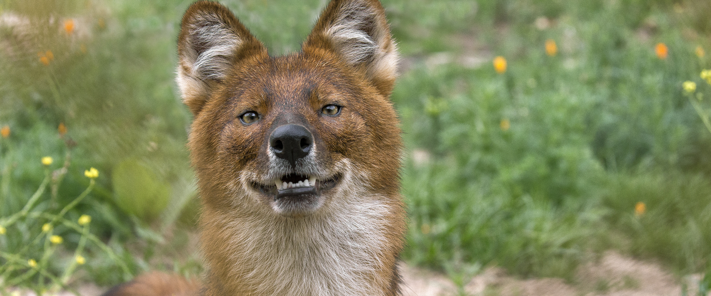 Dhole4