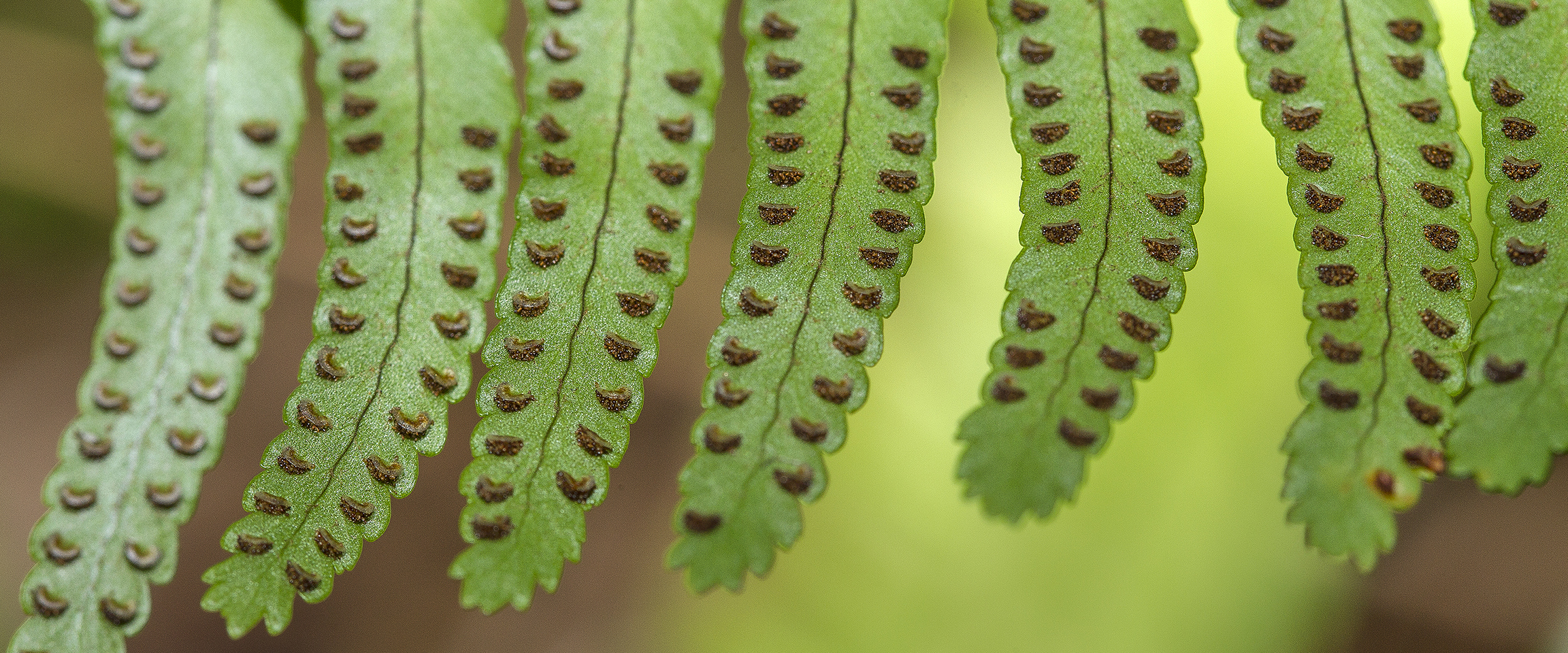 Fern1b