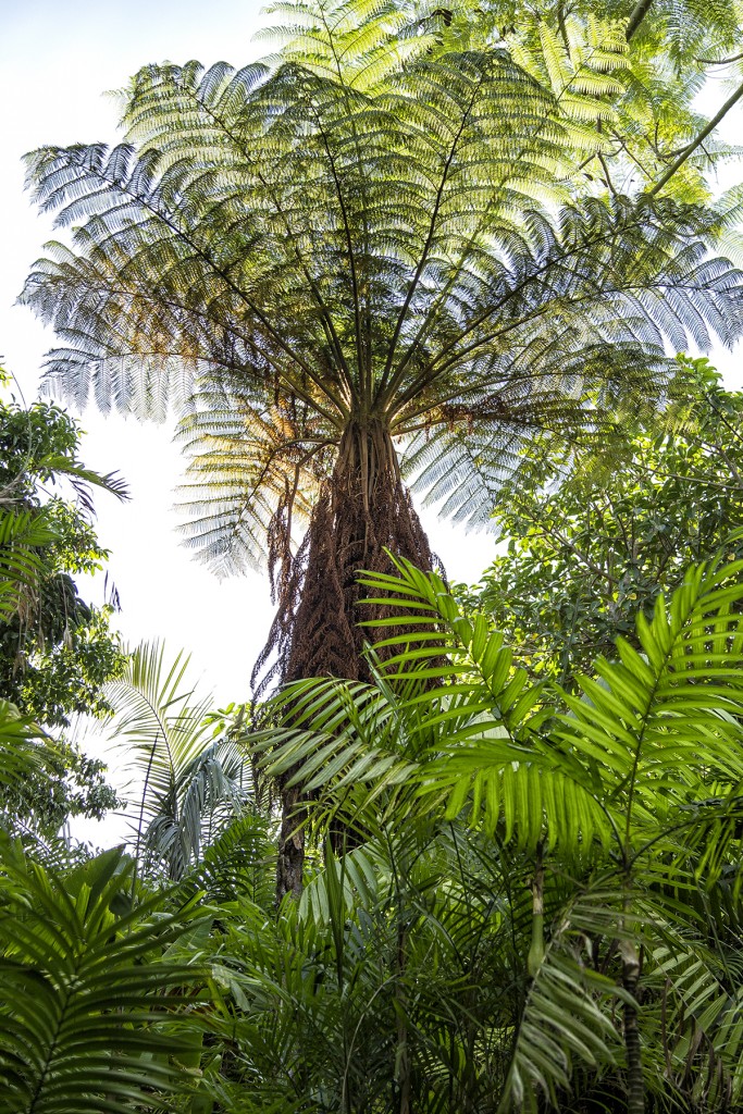 HEADER HERE Ferns are often thought of as understory plants, but tree ferns can tower upwards of 40 feet.