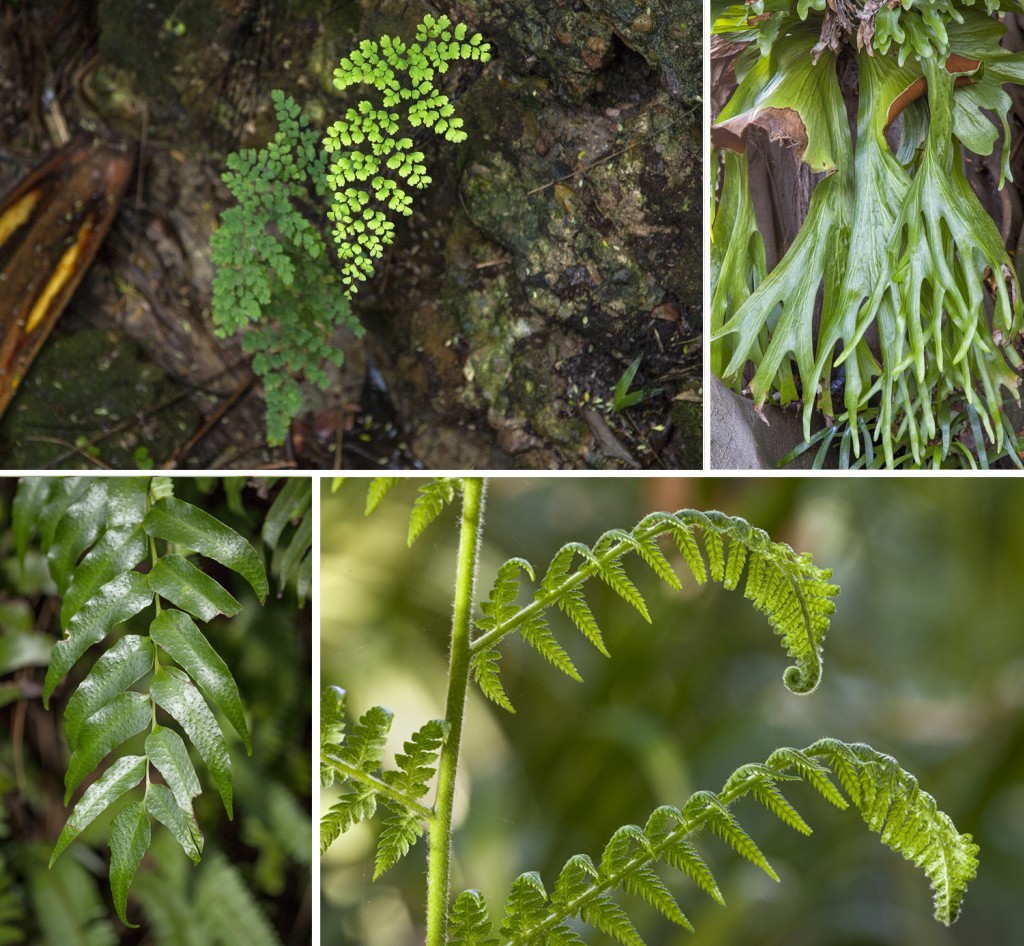 HEADER HERE Clockwise from top left: Maidenhair fern Adiantum raddianum; Staghorn fern Platcerium superbum; beginning as coiled fiddleheads, young blades on a fern frond uncurl and spread to gather sunlight; holly fern Cyrtomium falcatum.