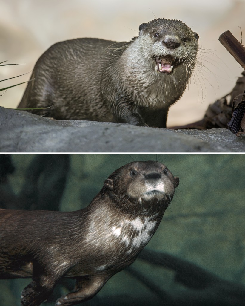 OTTER SPECIES AT THE SAN DIEGO ZOO (TOP) Like other otter species, this Cape clawless otter can remain underwater for up to eight minutes. (BOTTOM) Spotted necked otters are aptly named.