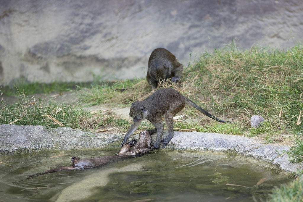 HEADER HERE Monkey lifeguard? No, this pint-sized primate is just teasing its spotted-necked otter friend!