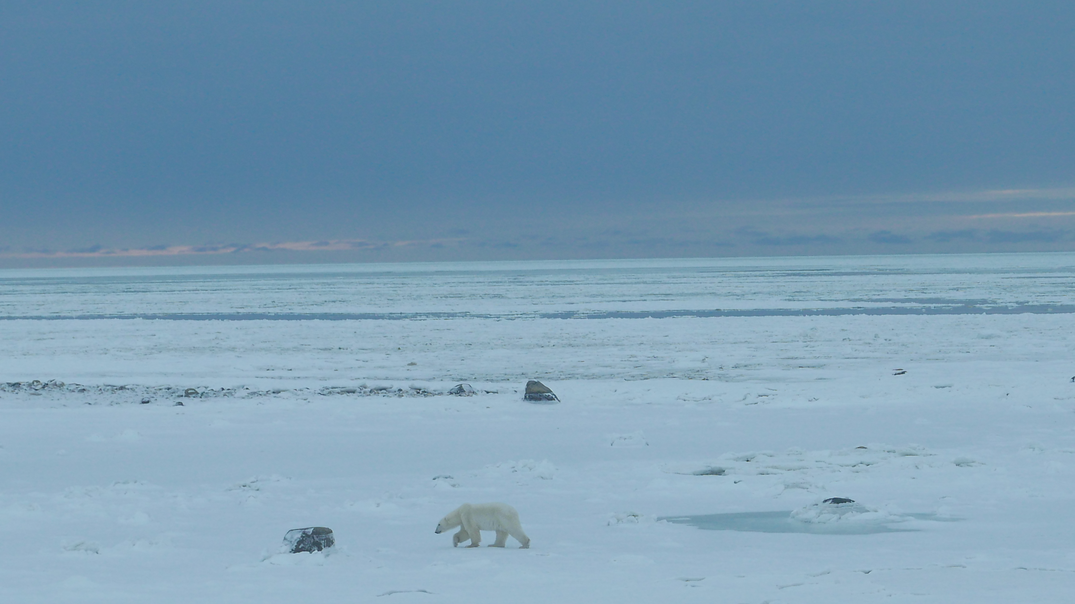 Climate Change Makes Polar Bears Work Harder to Survive by Megan Owen