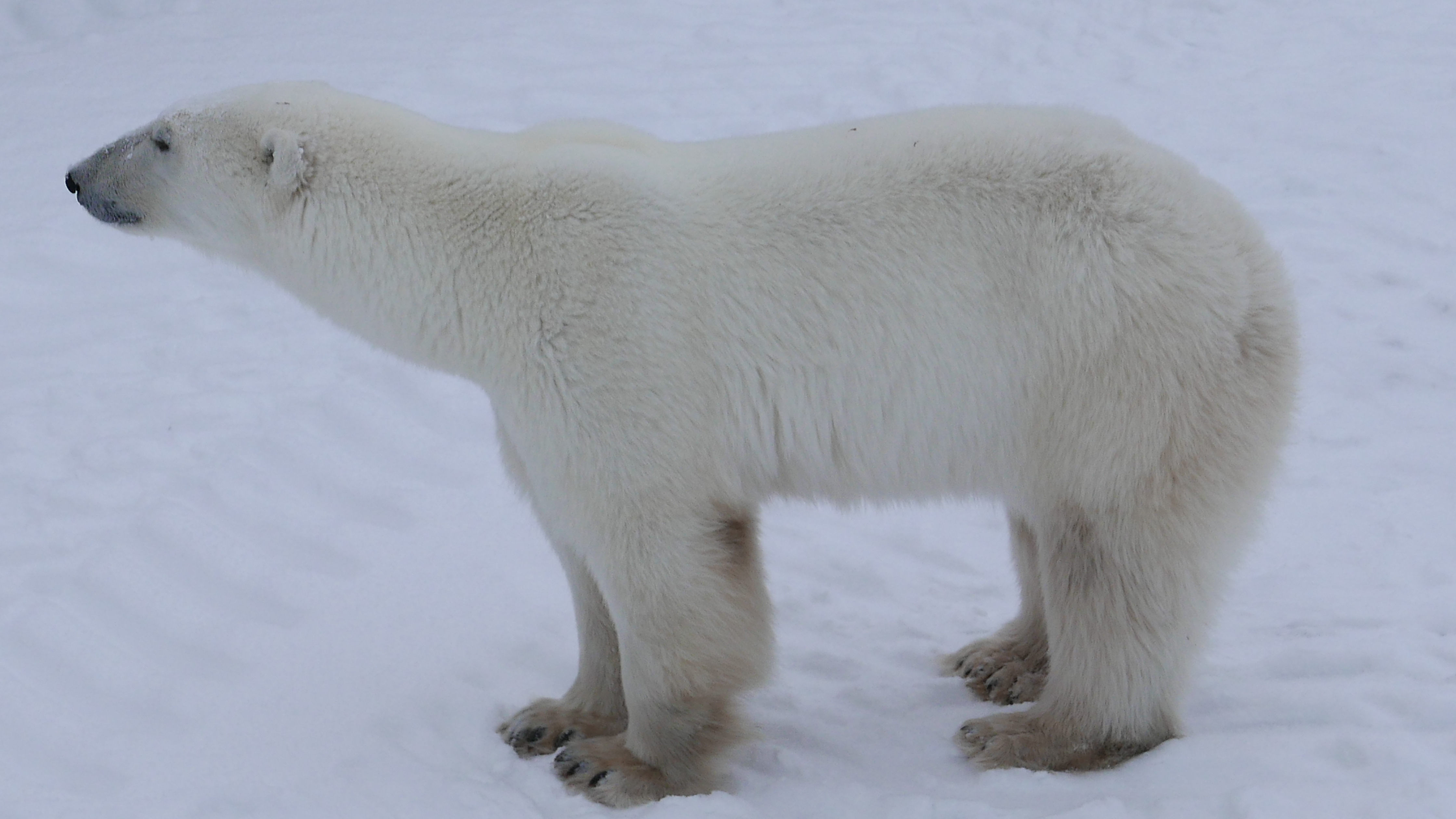 Climate Change Makes Polar Bears Work Harder to Survive by Megan Owen