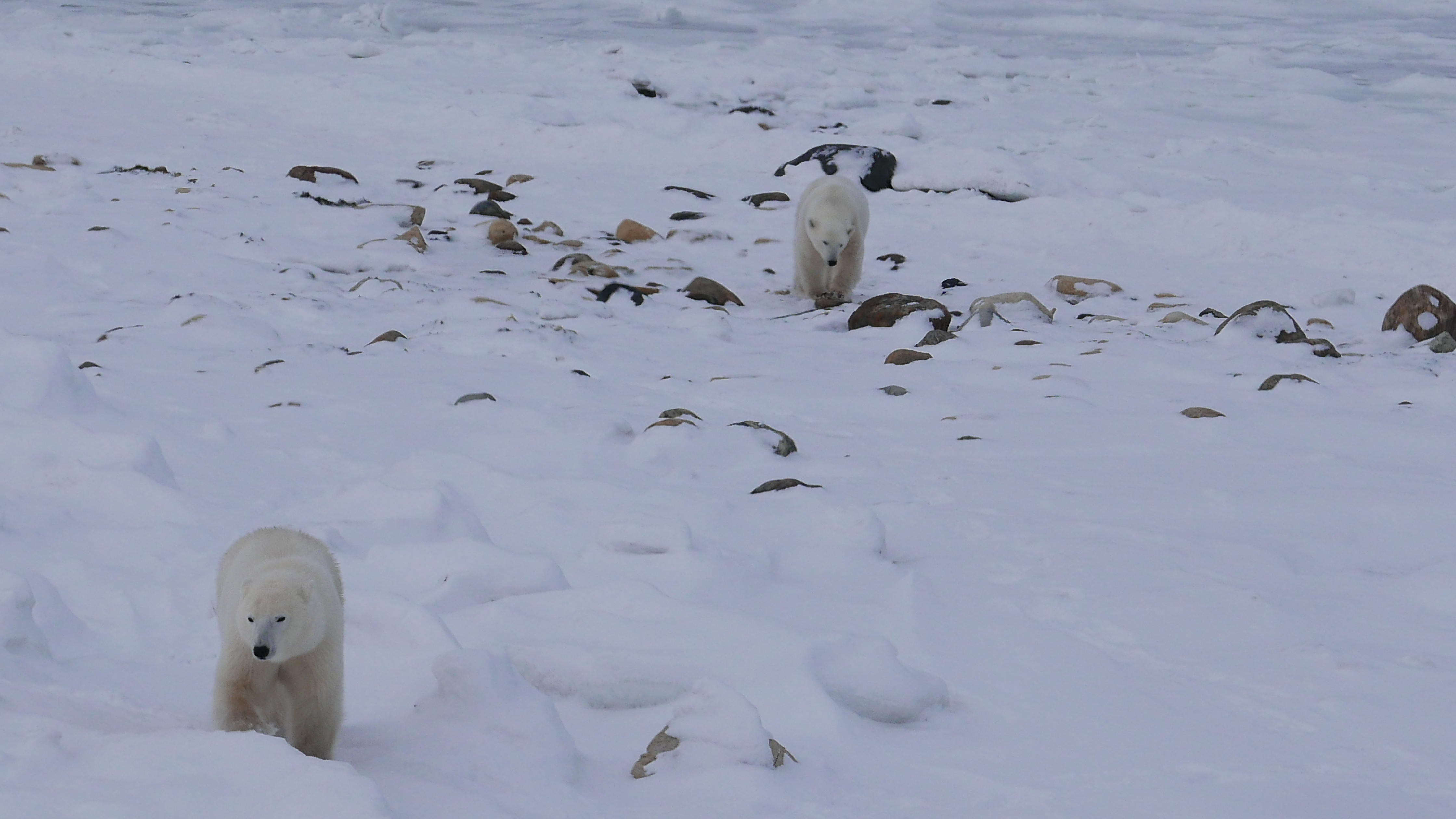 Climate Change Makes Polar Bears Work Harder to Survive by Megan Owen