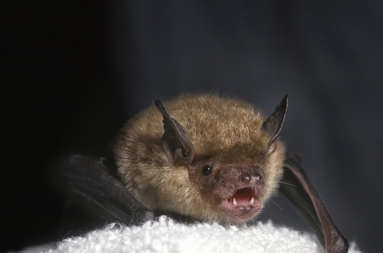 Bat ears are often five or more times the size of a bat’s head. Their unique use of echolocation enables them to “see” their world and detect prey, by emitting short bursts of high-pitch sounds that bounce off objects and return to the bat as echoes.