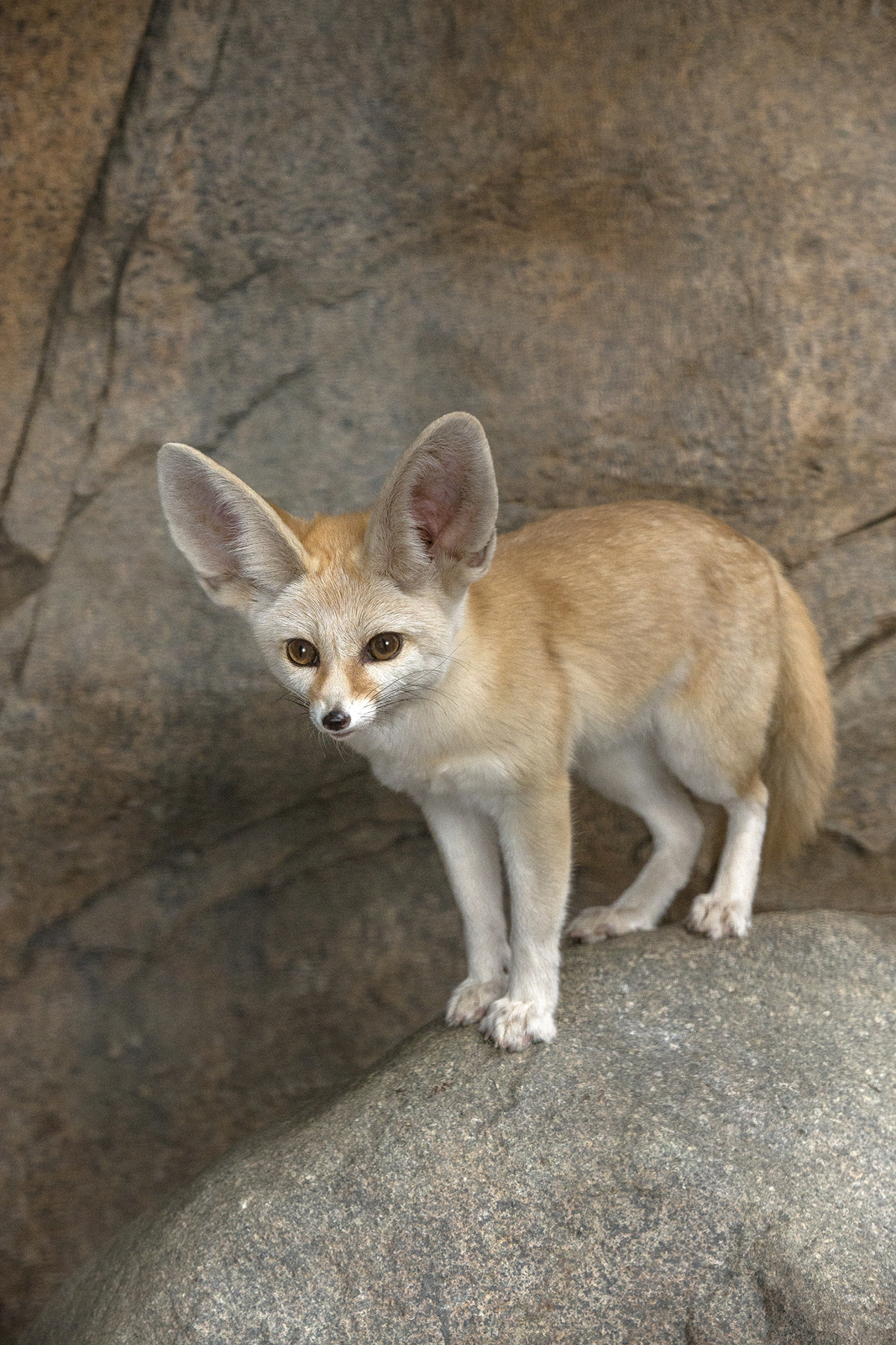 For canids, the fennec fox has the largest ears in relation to its body size. The ears can be half the length of its body, and they do double duty—allowing the fox to hear prey moving around underground, and also helping to dissipate heat under the hot desert sun.