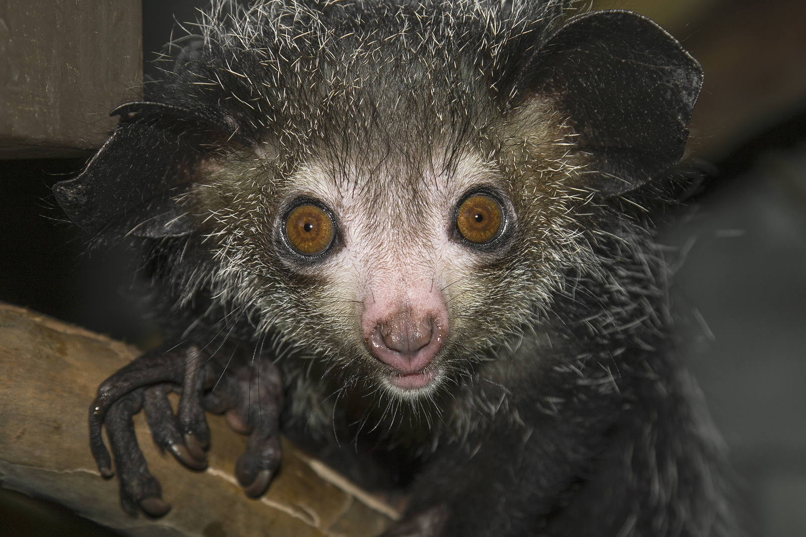 The one of a kind aye-aye uses its large radar-like ears to hear grubs moving under the bark of a tree, and then it taps its specialized middle finger along the tree until it locates the right spot to pry open.