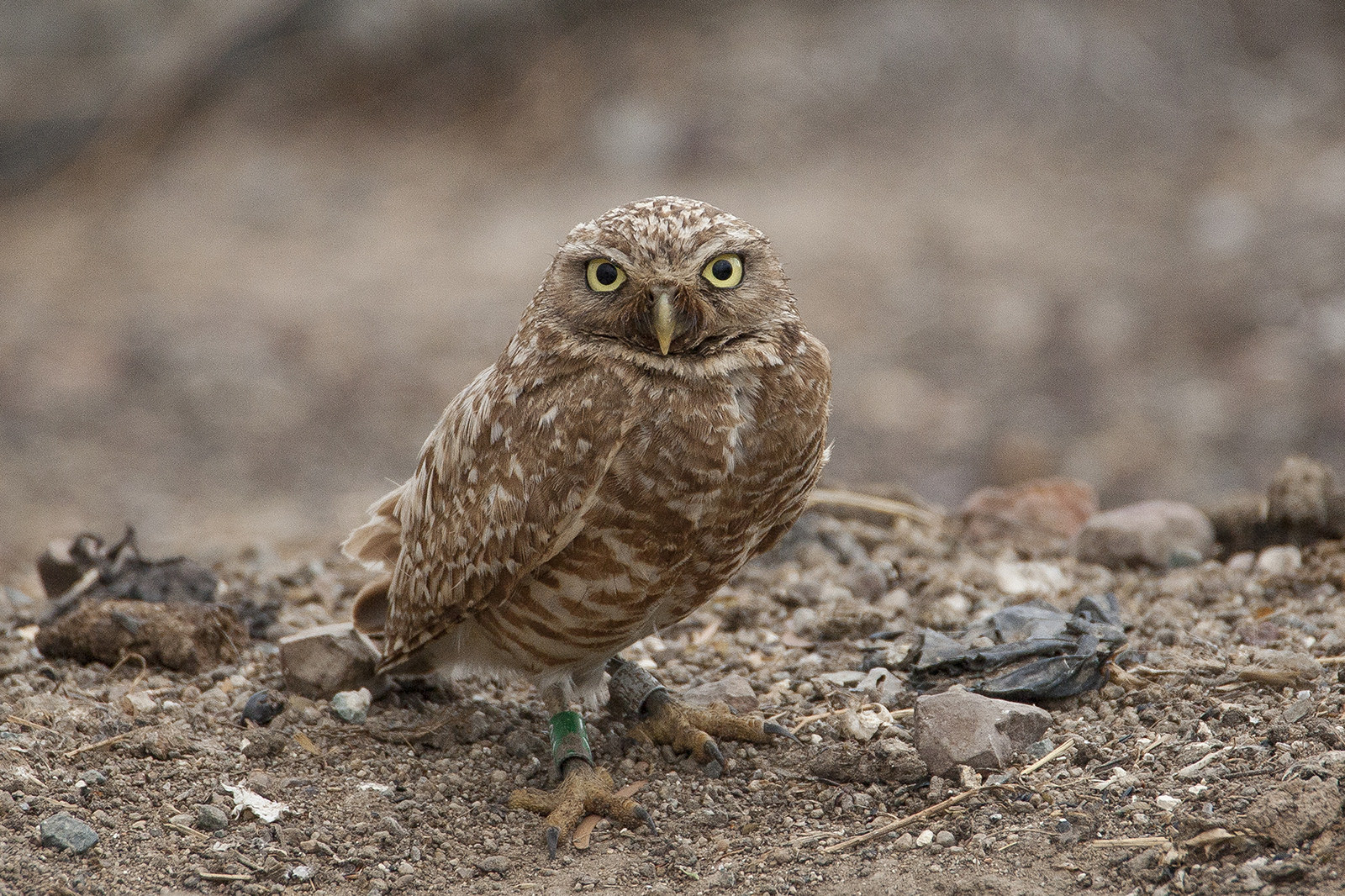 Owls have an incredibly acute sense of hearing. Two large holes in its skull, coupled with a facial disc that channels sound into the ear openings, enable an owl to hear a mouse stepping on a twig from 75 feet away.