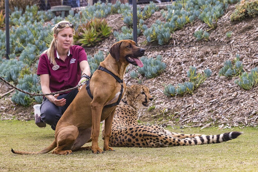 Raina, a female Rhodesian ridgeback; and Ruuxa, a male cheetah; relax under the watchful eye of their trainer, Shannon Smith, after participating in Shiley’s Cheetah Run at the San Diego Zoo Safari Park. 