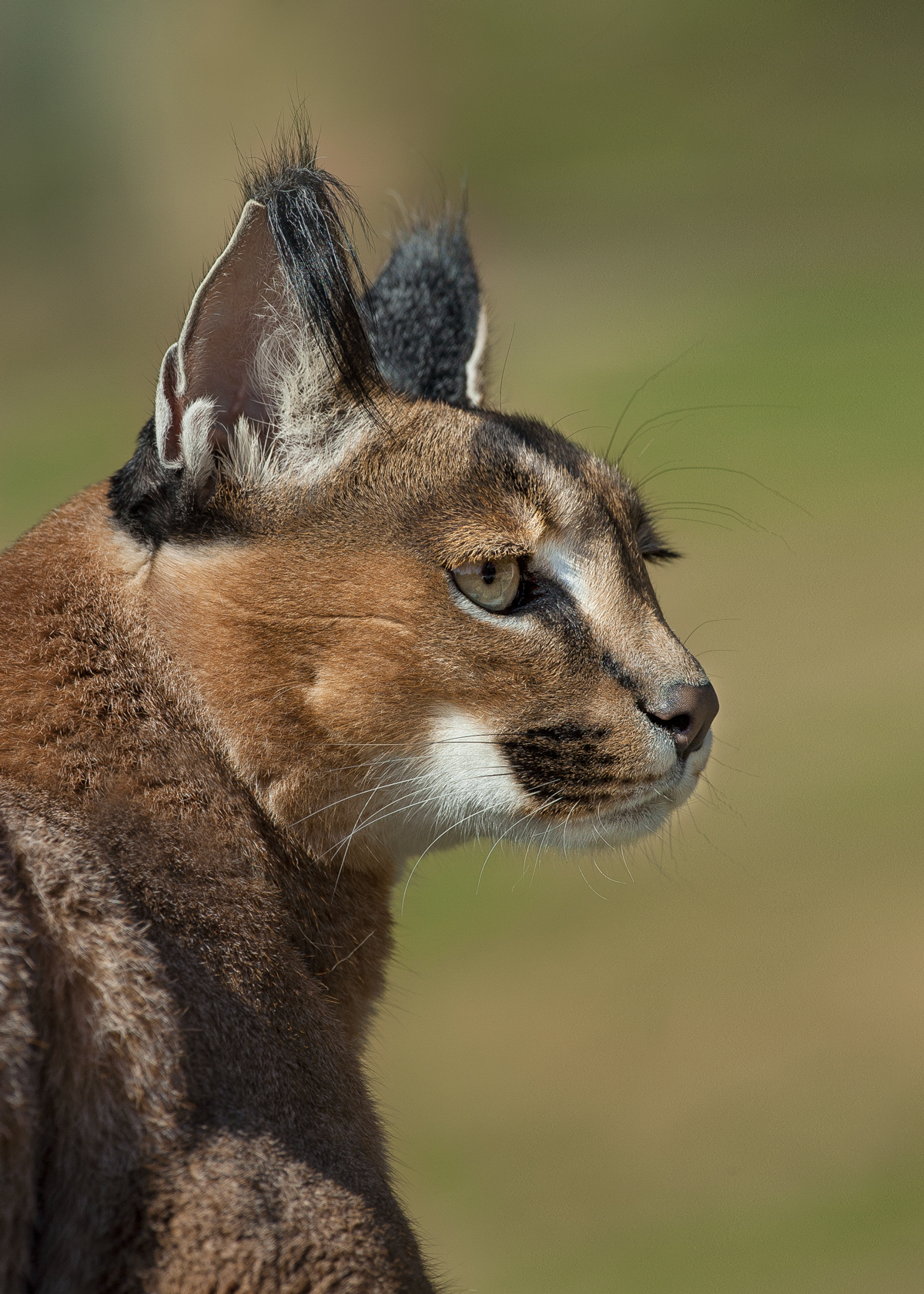 The most noticeable feature of a caracal is its black ear tufts, or tassels. Although many theories speculate their function, the most widely accepted theory is that the cat twitches its tufts to communicate with other caracals.