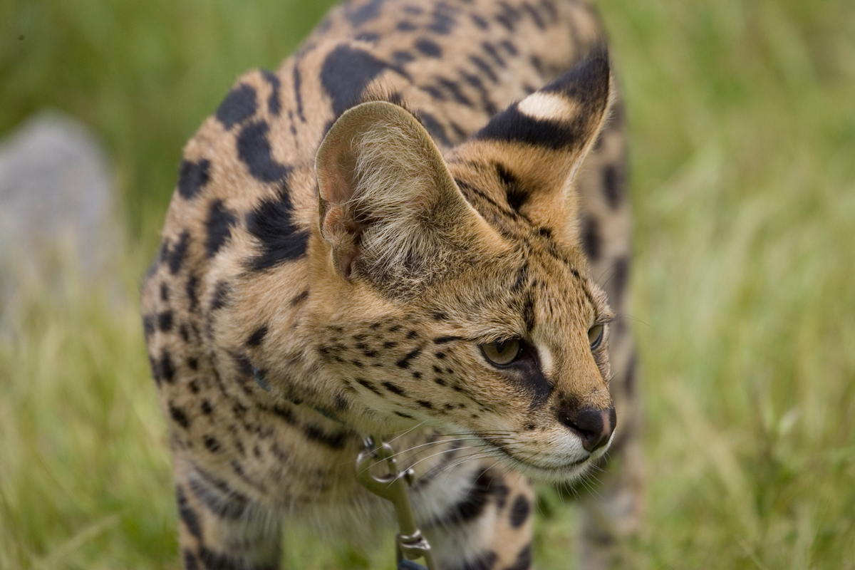 Servals have the longest legs and largest ears for their body size of any cat. Ultrasonic hearing ability allows the serval to hear the high-pitched communications of rodents, and because of this, servals are quick and efficient hunters. 
