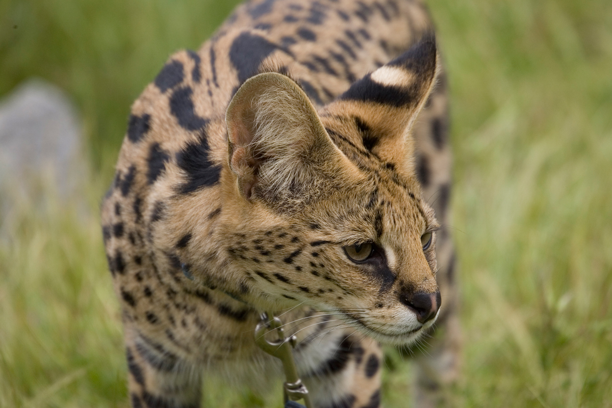 My, What Big Ears You Have! – San Diego Zoo Wildlife Alliance Stories