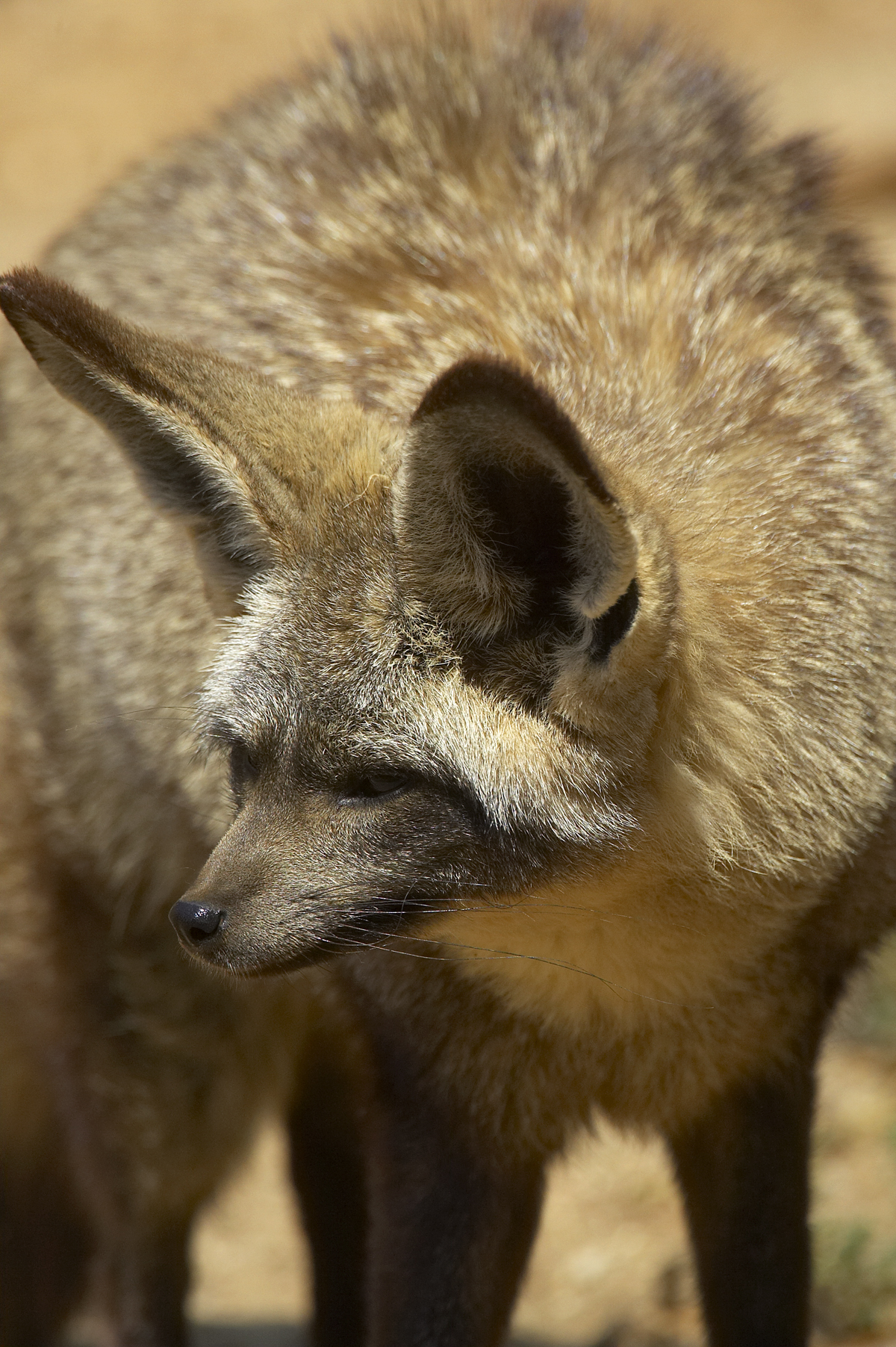 The bat-eared fox is also known for its colossal ears, which are over five inches tall. Like its fennec counterpart, the ears on a bat-eared fox are full of blood vessels that shed heat and keep the animal cool. Those big ears also give them an excellent sense of hearing. 