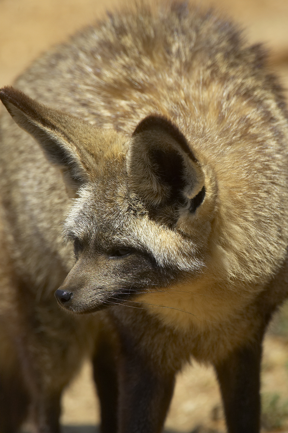 My, What Big Ears You Have! – San Diego Zoo Wildlife Alliance Stories