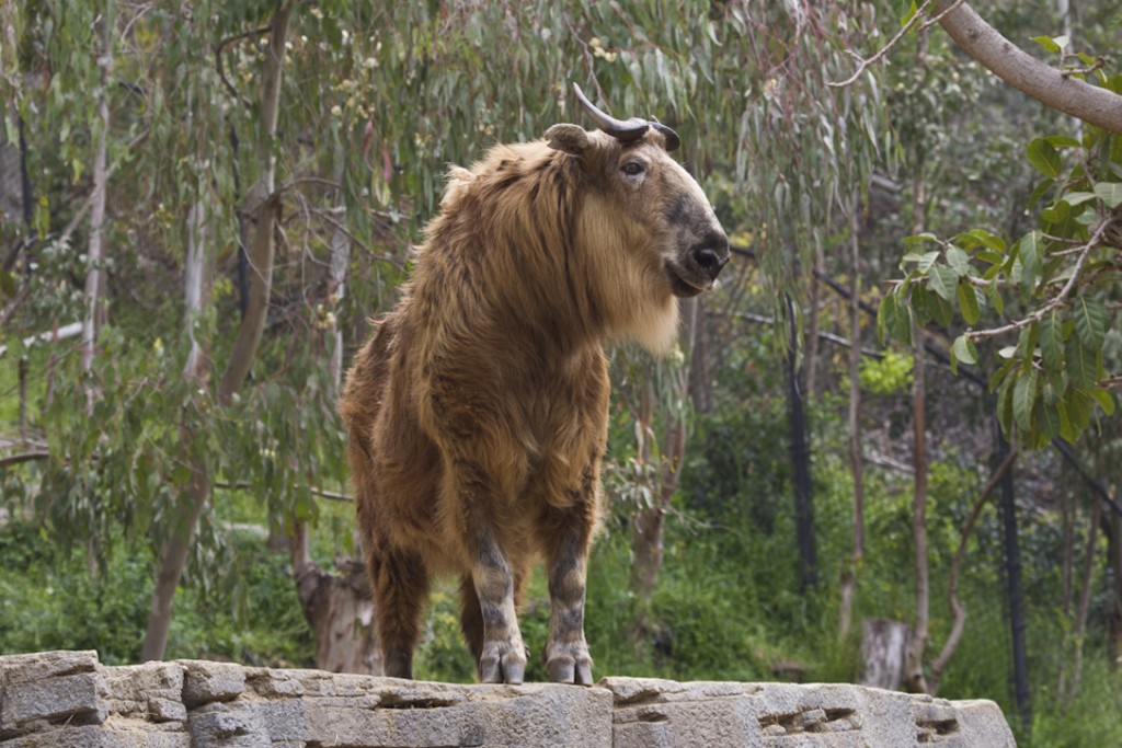 Sichuan takin