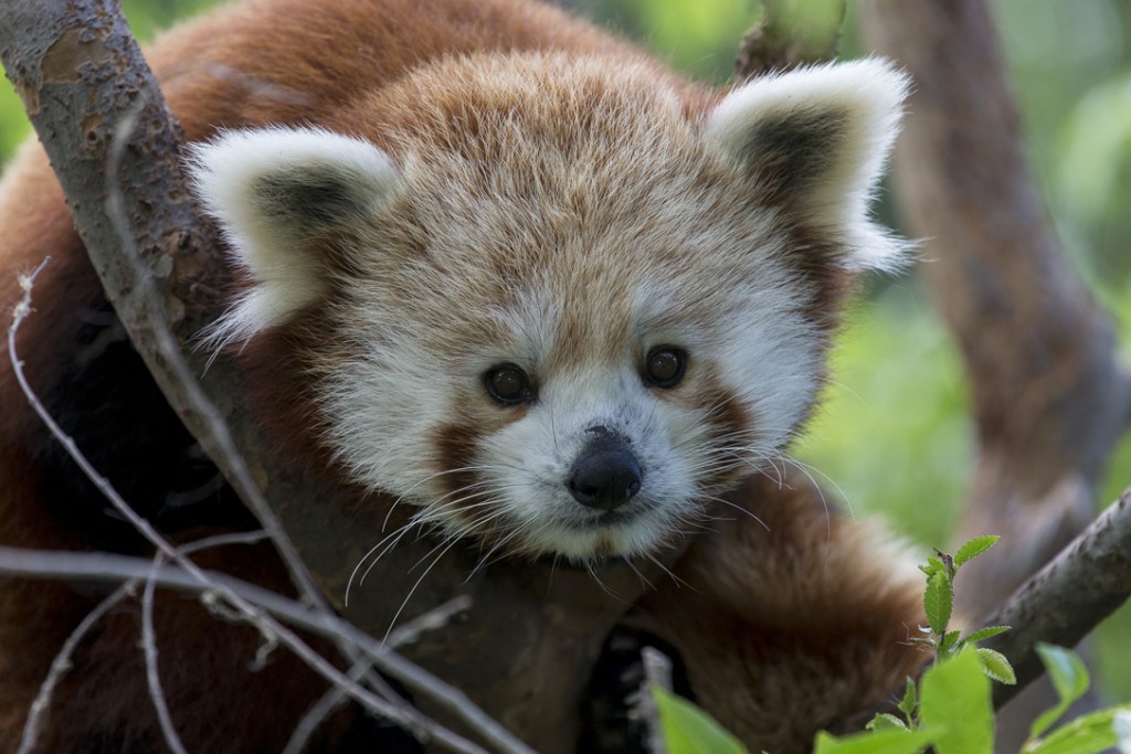 red panda