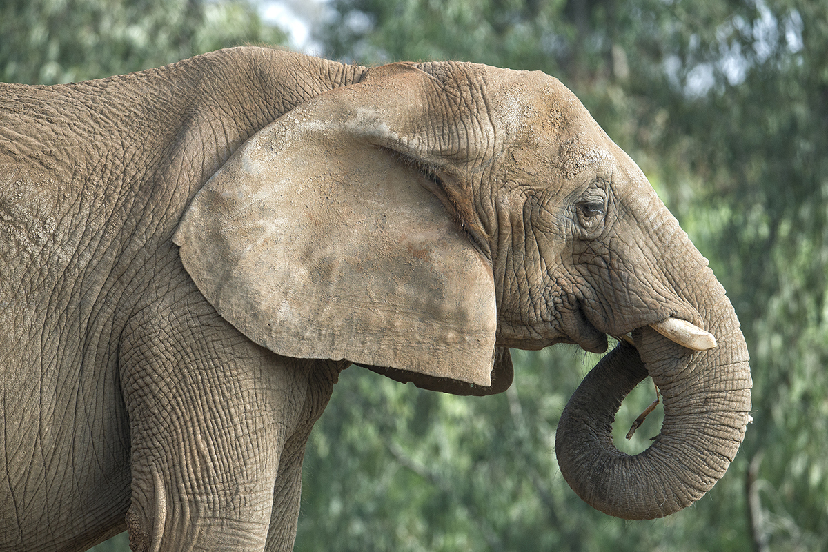 Elephants emit low, resounding calls that can be heard by others up to five miles away. But elephant ears also act like air conditioners—as they flap, the blood flowing through the numerous blood vessels cools the elephant’s large body on warm days.