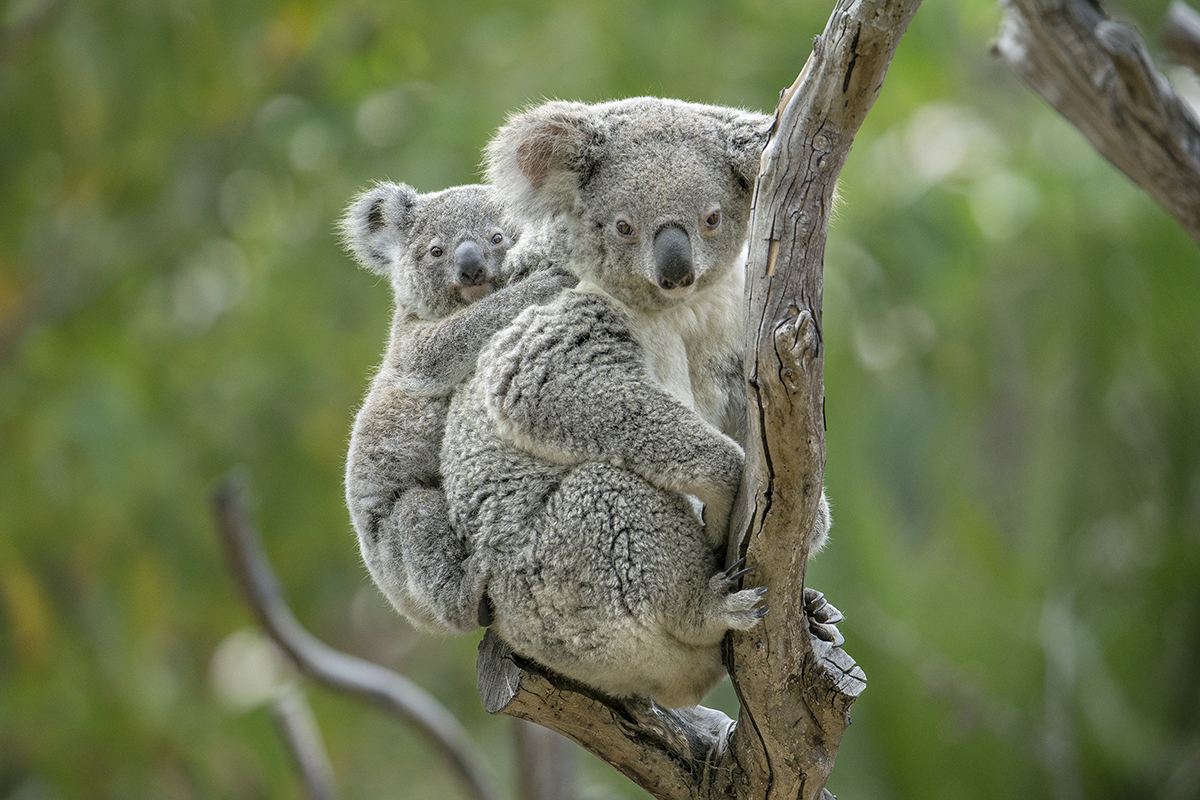 My, What Big Ears You Have! Besides their gumdrop nose and teddy bear body shape, koalas have highly sensitive ears that help these marsupials detect low-pitched bellows of other koalas. 