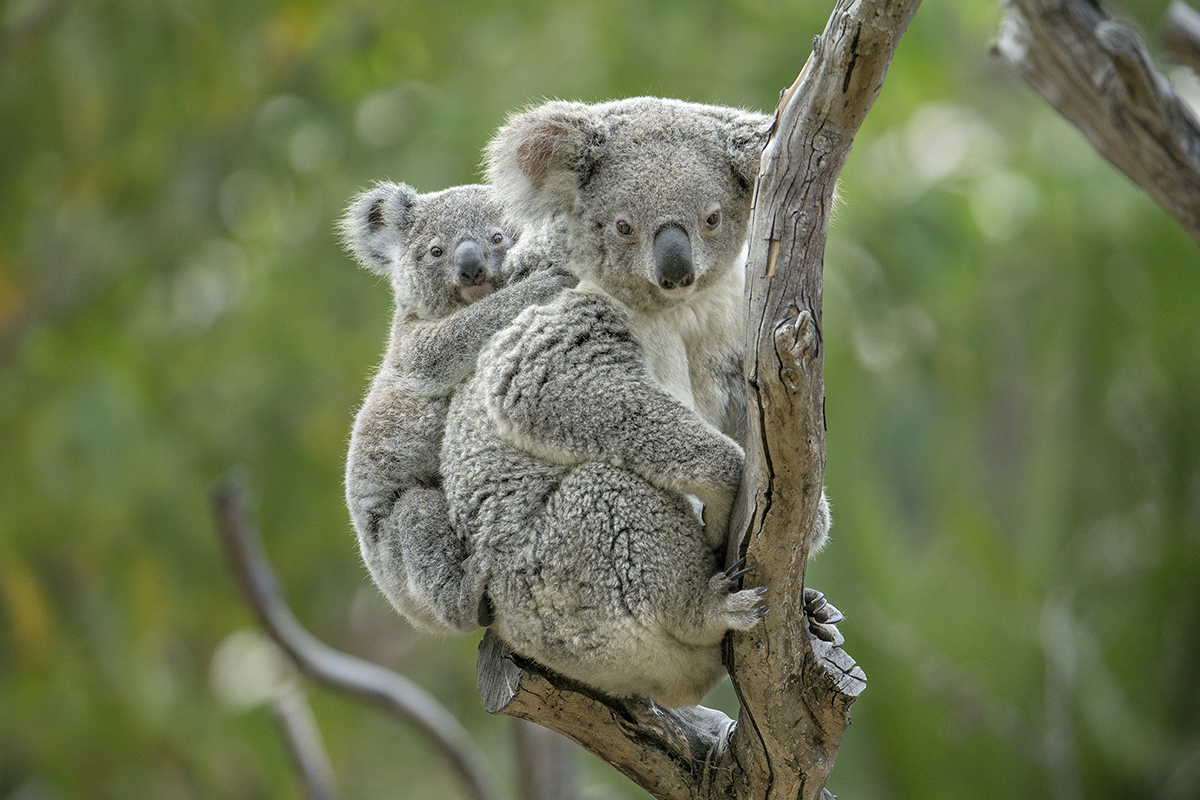 My, What Big Ears You Have! – San Diego Zoo Wildlife Alliance Stories