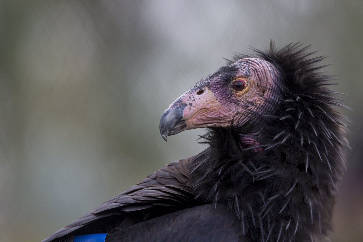 Condors were the first to rock a built-in scarf. Their bald head is perfectly designed to keep rotting food from sticking to it as the bird eats, similar to vultures. | 10 Fashionistas of the Animal Kingdom