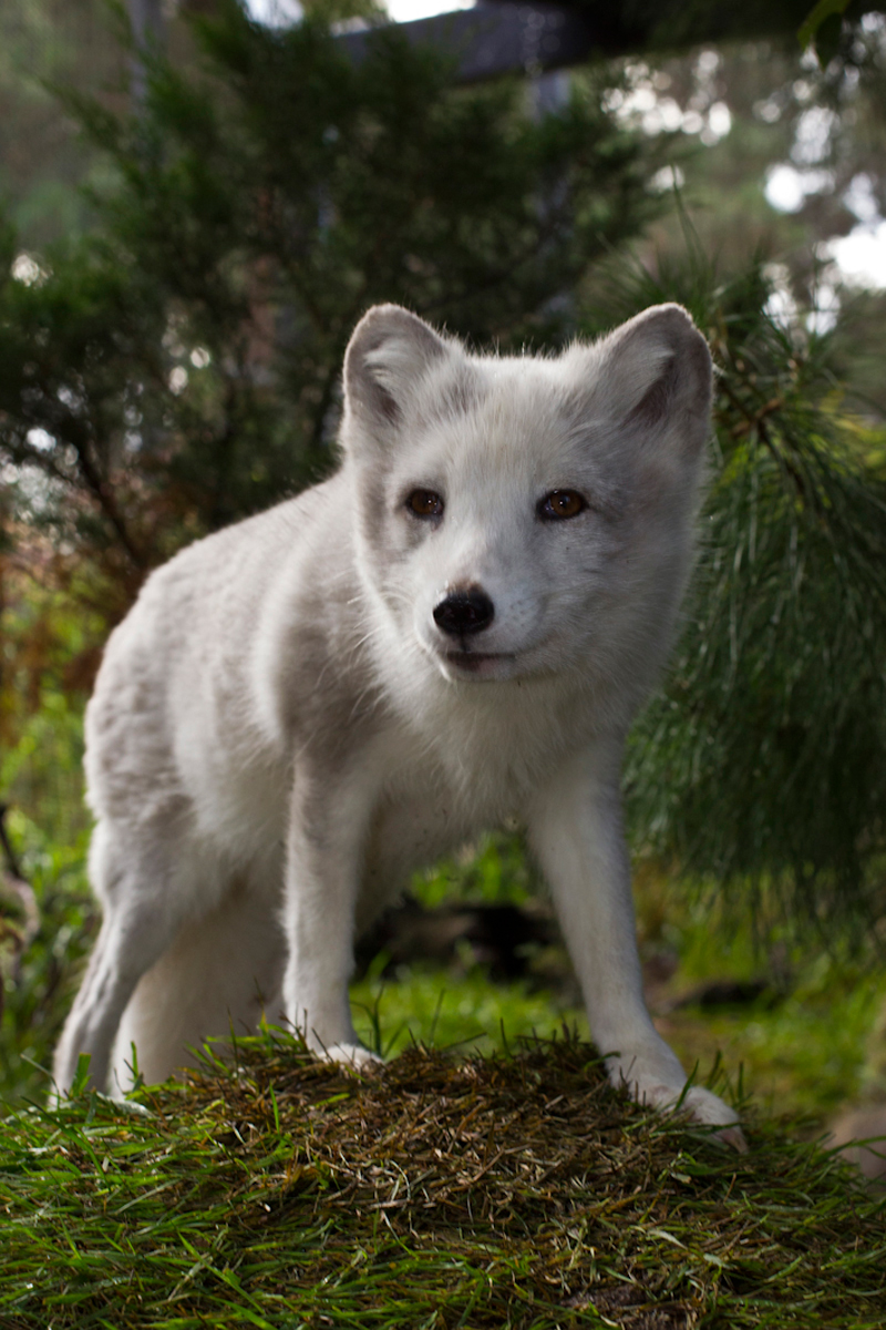 Arctic foxes know how to dress for the season, as their coat changes color from white in the winter to gray in the summer. This adaptation helps them stay camouflaged in their tundra habitat. | 10 Fashionistas of the Animal Kingdom