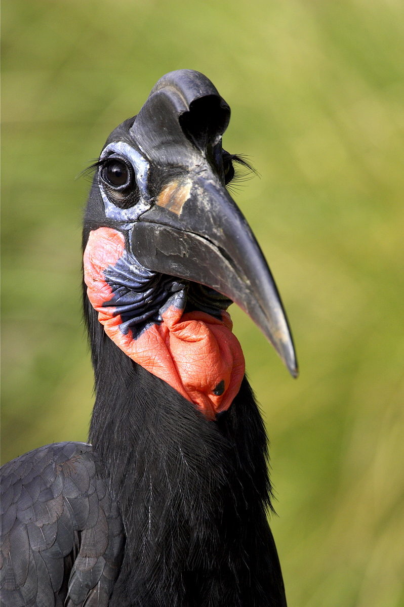 Forget false lashes! A ground hornbill’s eyes are naturally framed with modified feathers that produce this dramatic eye-enhancing look. | 10 Fashionistas of the Animal Kingdom