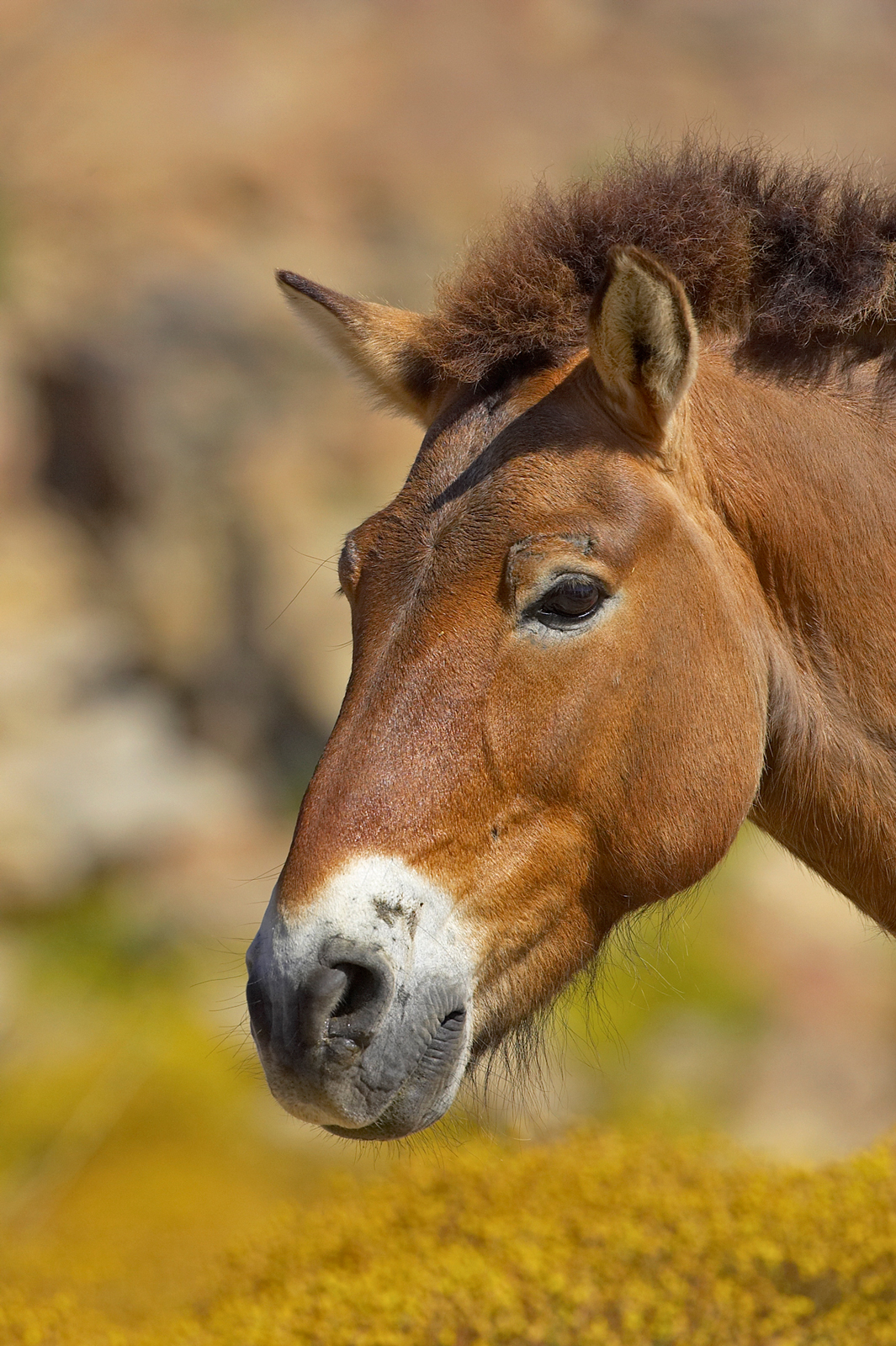 With punk rock style, Przewalski's horses grow thick, warm coats for the winter, complete with long beards and neck hair. These Mongolian wild horses rock the mohawk without the teenage angst.