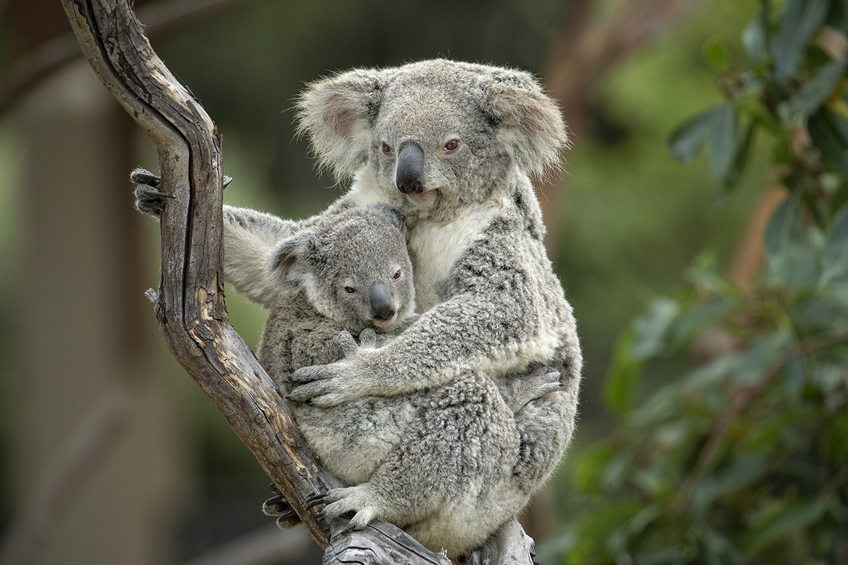 What’s in my bag? Koalas (and all marsupials, for that matter) are the only animals that can answer with an adorable baby animal. When it comes to accessories, what more does one need? | 10 Fashionistas of the Animal Kingdom