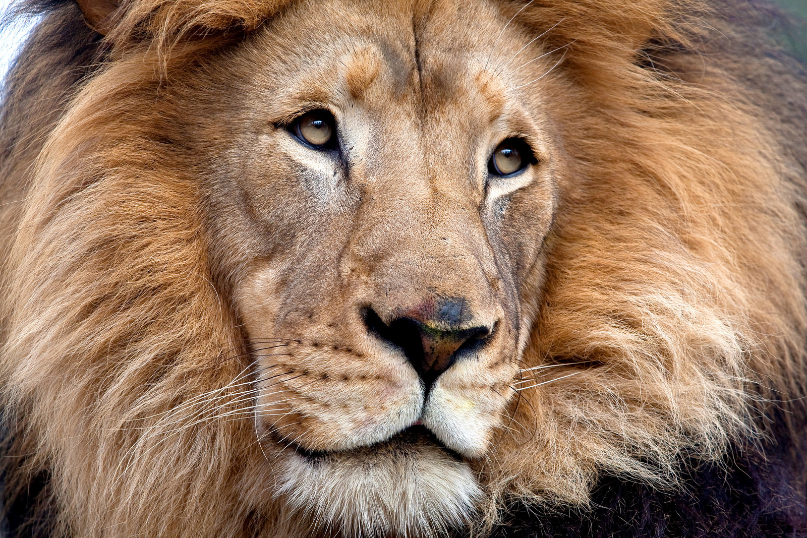 Male lions never fail to attract attention with their thick manes—always warm, always protected, no scarf needed. | 10 Fashionistas of the Animal Kingdom
