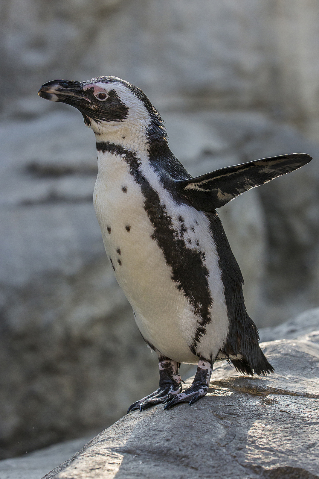 Move over, James Bond: penguins mastered the made-to-measure tuxedo look long before you arrived on the big screen. | 10 Fashionistas of the Animal Kingdom