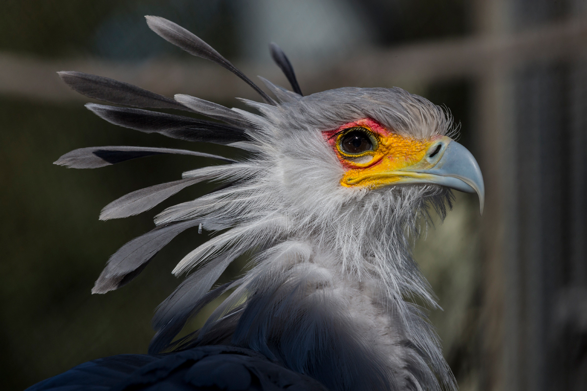 The secretary bird pioneered the bright eye shadow look. In fact, these slim, tall birds are among the few species that can appropriately rock vivid lids. | 10 Fashionistas of the Animal Kingdom