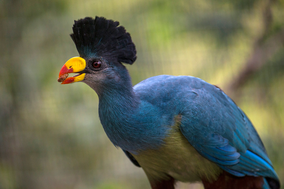 Turacos make a statement with their vivid pigmented plumage. Turacin, which gives turacos red feathers, and turacoverdin, which creates green, are copper-based pigments found only in turacos—and it can take up to a year for these birds to reach their full color. Great blue turacos also have great mohawks.