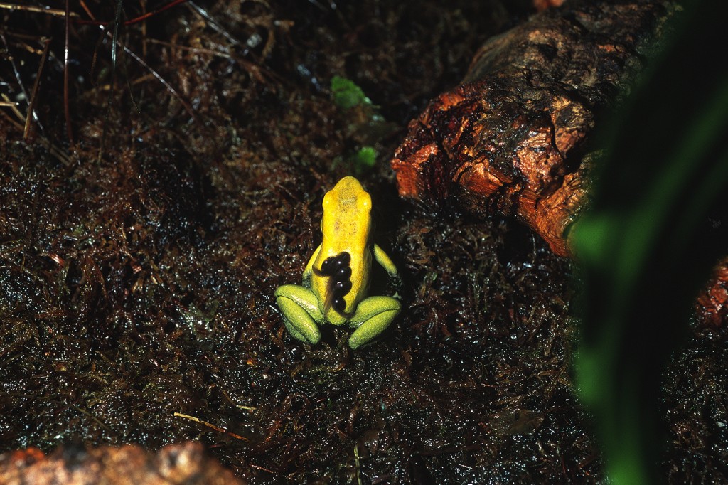 BABIES ON BACK Poison frog parents shuttle the young to a safe, moist area to develop. Sometimes, that's when keepers discover the newcomers!