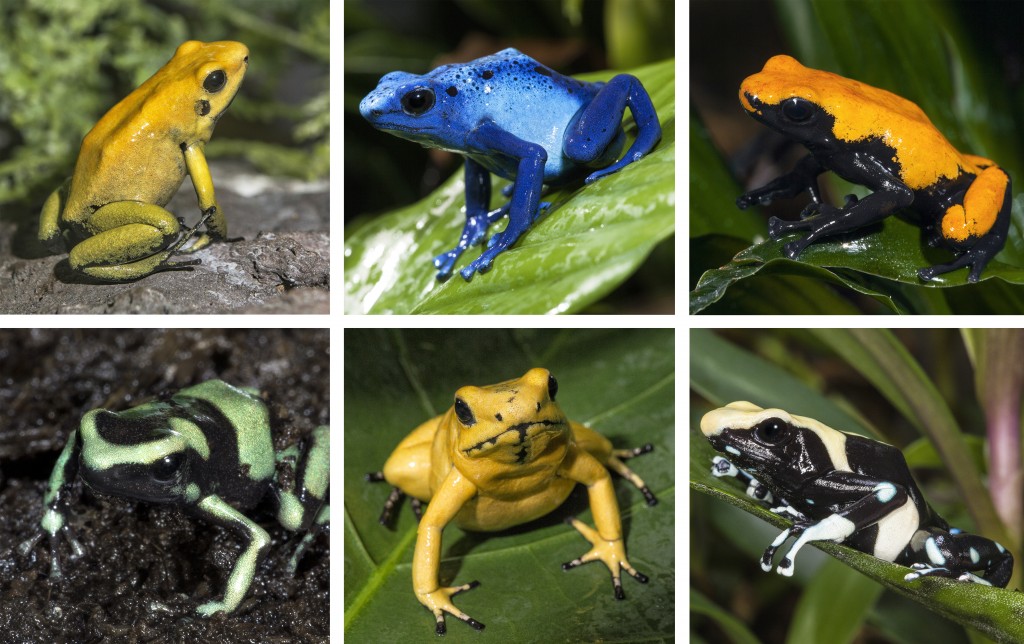JEWELS OF THE FOREST Clockwise from top left: Black-legged poison frog; Blue poison frog; Splash-back poison frog; Second row: Green and black poison frog; Golden poison frog; Dyeing poison frog.