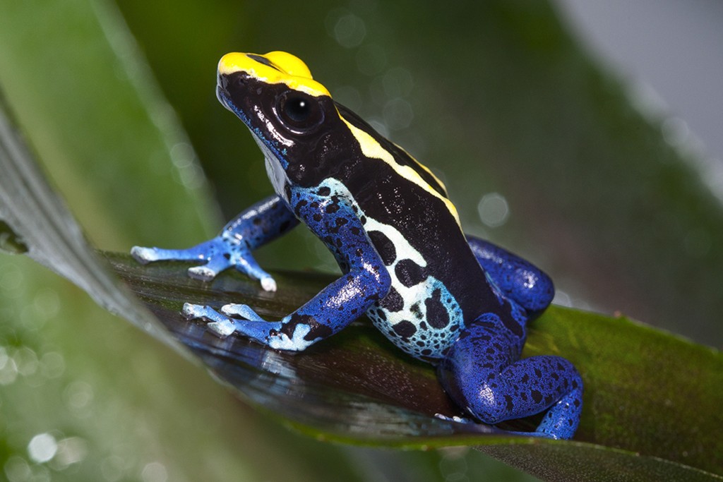 COLORFUL CLIMBERS The dyeing poison frog gets its name from an old legend stating that mixtures used with part of its skin could change the color of parrot feathers. This has never been observed, but the name lives on.