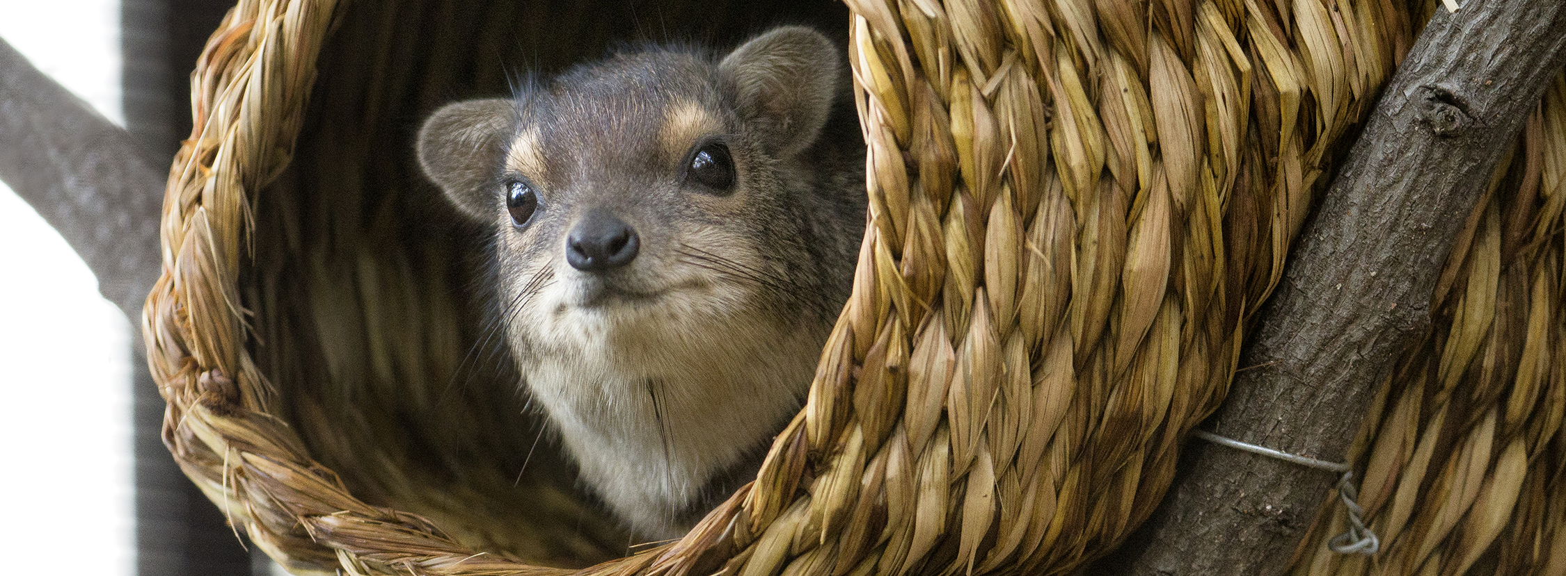 Hyrax1