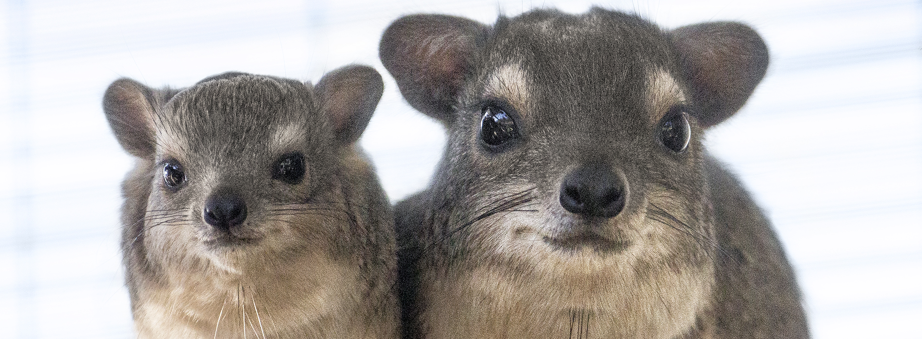 Hyrax3