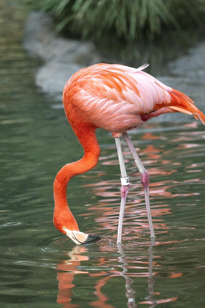 HEADER HERE Flamingo necks are long and flexible for good reason.