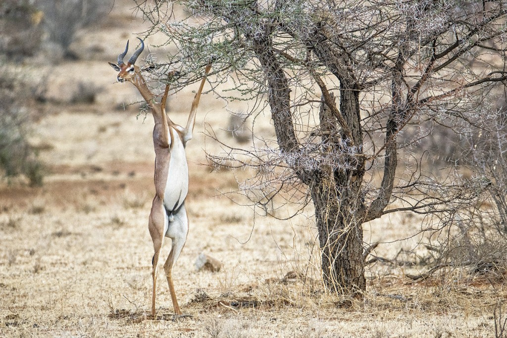 HEADER HERE Gerenuks browse below giraffes and above the dik dik.