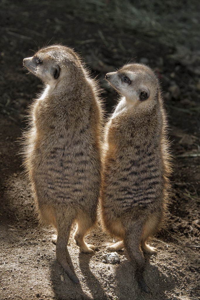 LIKE A KICKSTAND To get a better view of the surroundings, meerkats stand tall, using their sturdy tail to help them stay upright.