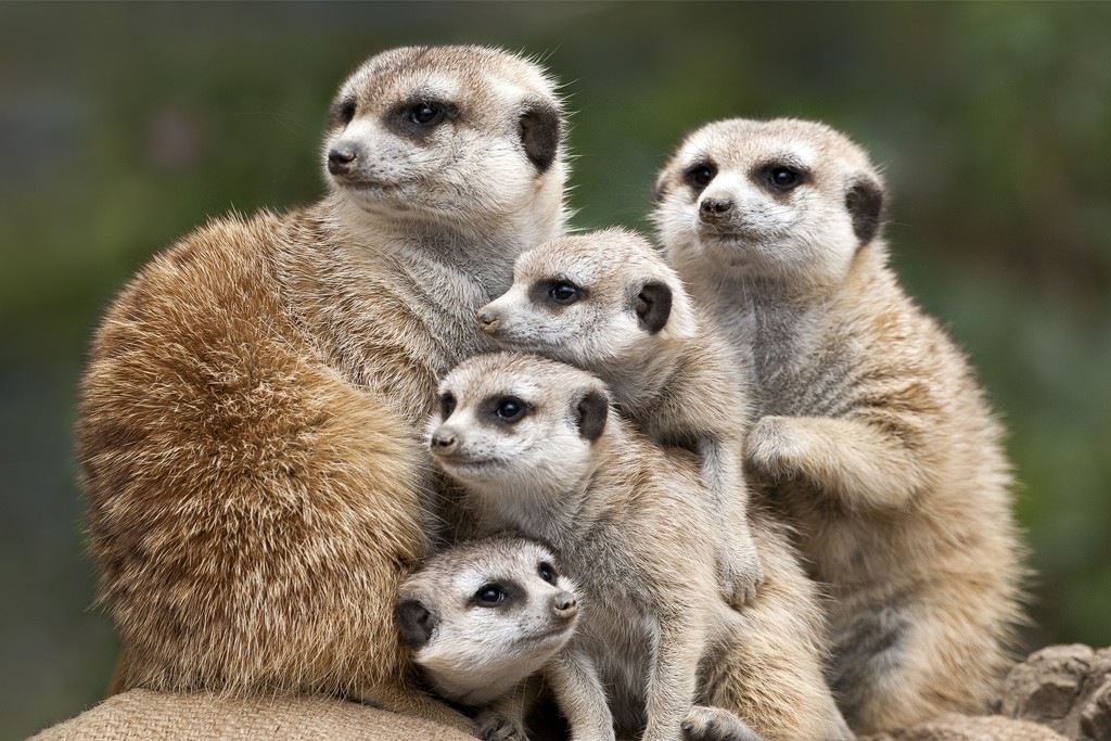 UNITED FOR THE FUTURE Alert to their surroundings, meerkats scramble into a huddle when alerted by the chirp of the sentry. 