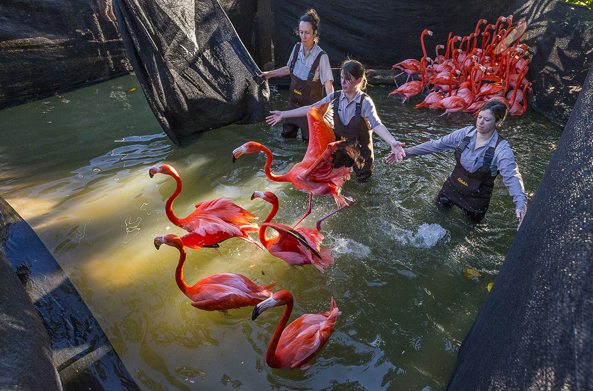 The pretty-in-pink greeters at the San Diego Zoo began the morning with an annual health check thanks to the helpful hands of veterinary staff and bird keepers. The flock of 96 Caribbean flamingos was gently corralled into a holding area, before being carefully handled down a line of health monitoring stations. Bringing species back from the brink of extinction is the goal of San Diego Zoo Global. As a leader in conservation, the work of San Diego Zoo Global includes onsite wildlife conservation efforts (representing both plants and animals) at the San Diego Zoo, the San Diego Zoo Safari Park, and San Diego Zoo Institute for Conservation Research, as well as international field programs on six continents. The work of these entities is inspiring children through the San Diego Zoo Kids network, reaching out through the Internet and in children’s hospitals nationwide. The work of San Diego Zoo Global is made possible by the San Diego Zoo Global Wildlife Conservancy and is supported in part by the Foundation of San Diego Zoo Global.