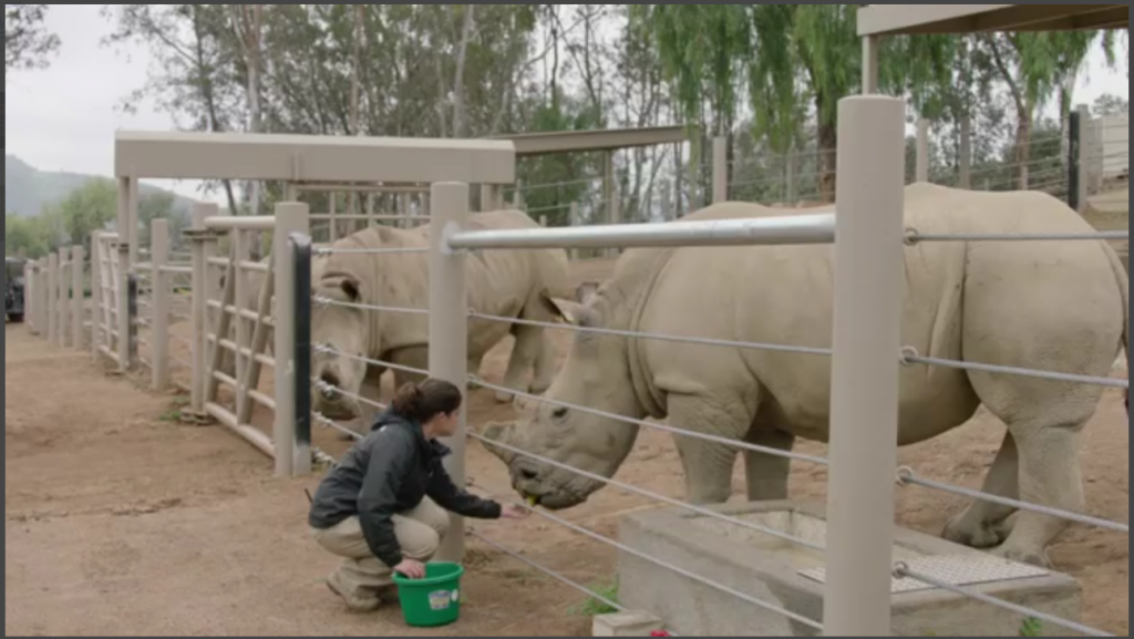 Building a relationship of trust between keeper and rhino is vital to the animal's care.