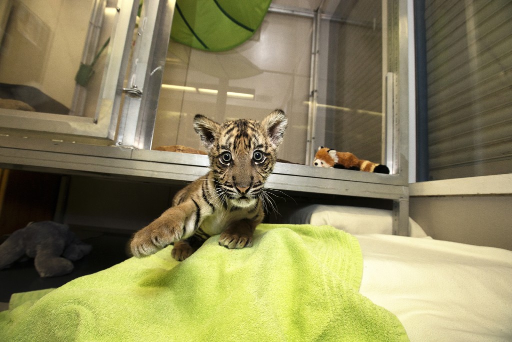 BATTING PRACTICE To a tiger cub, everything is a potential plaything–even a photographer's camera!