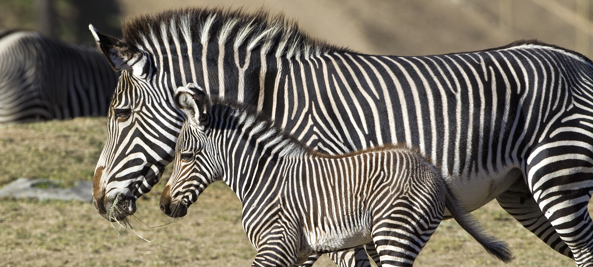 Zebra1