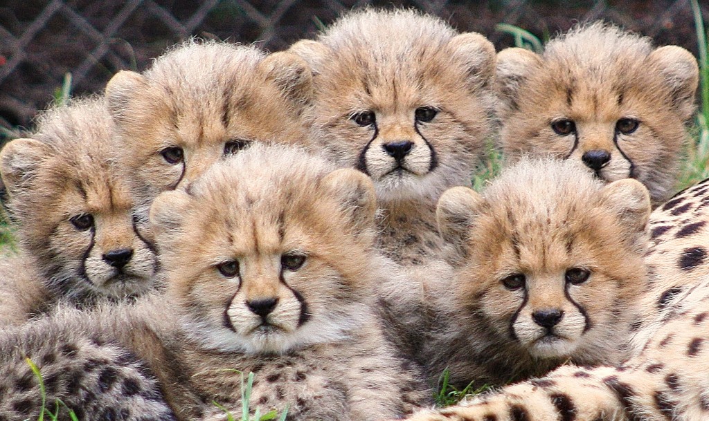 cheetah cubs